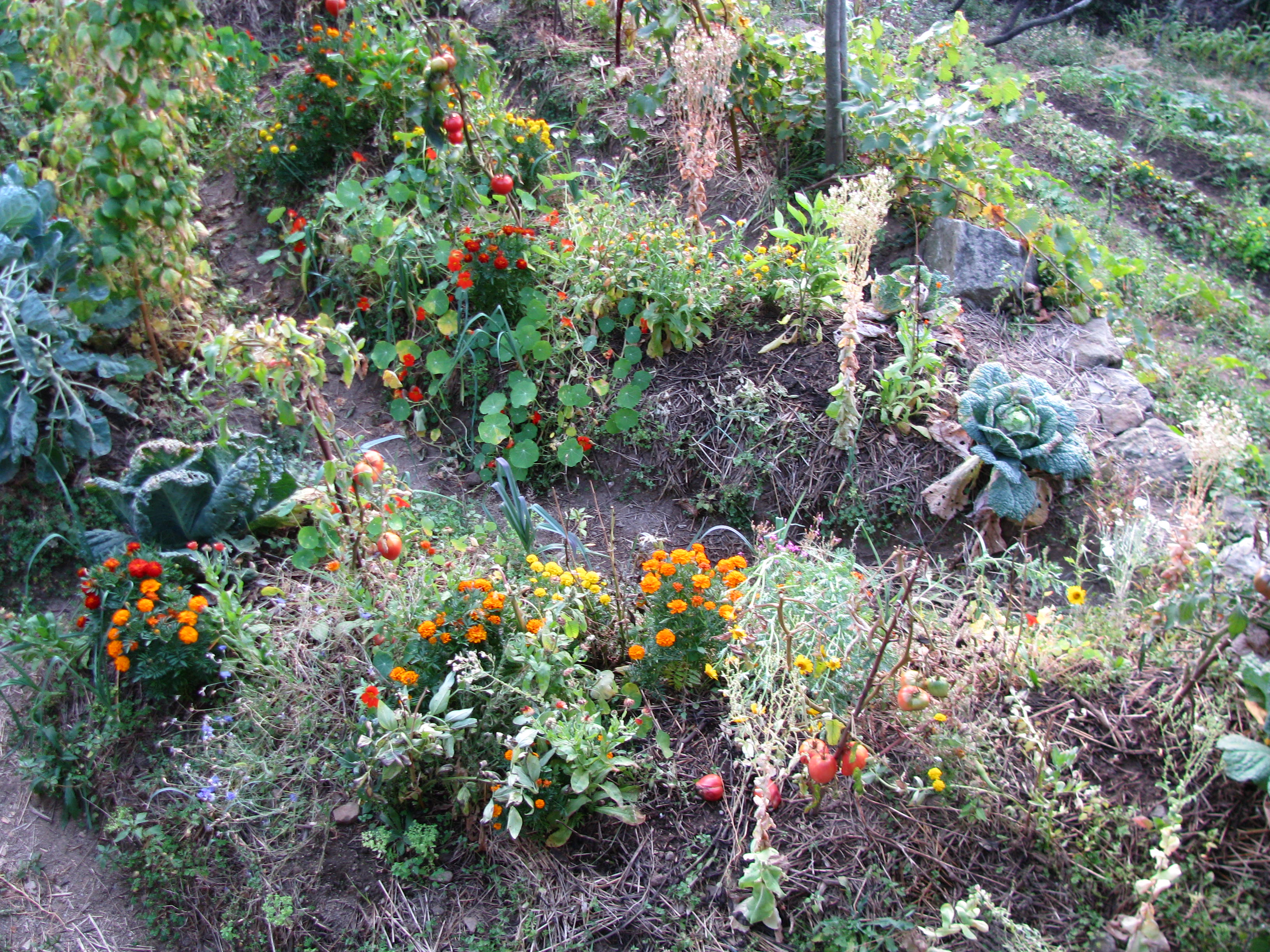 Photo de jardin 14